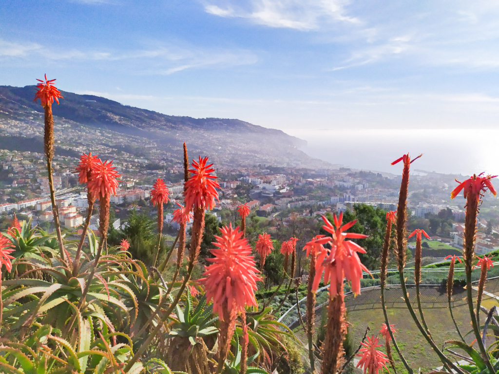 Pico dos Barcelos viewpoint | Things to do in Funchal