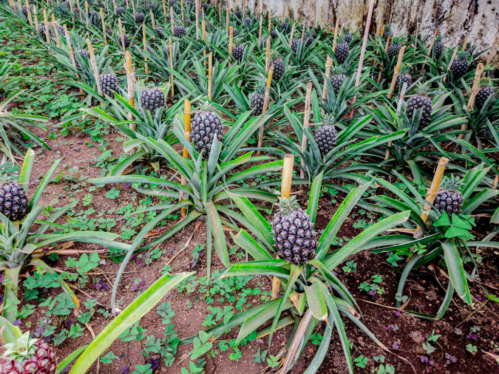 Ananases já numa fase bem avançada de crescimento - Ananases A Arruda