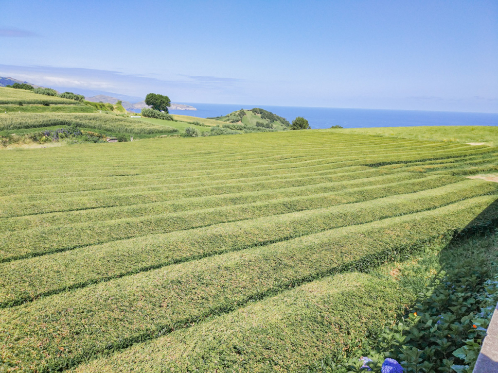 Campos verdes das plantações de chá gorreana