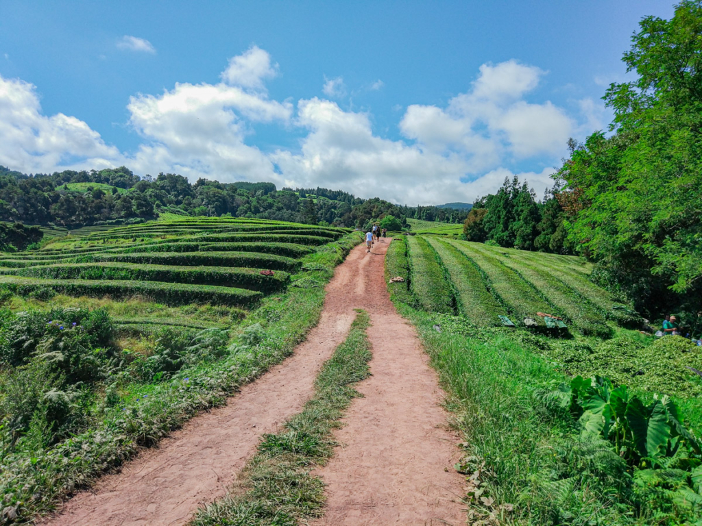 Trilho pelas plantações de Chá Gorreana