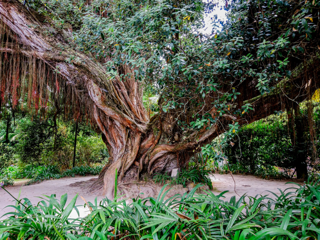 Árvore bastante antiga no Parque Terra Nostra, nas Furnas
