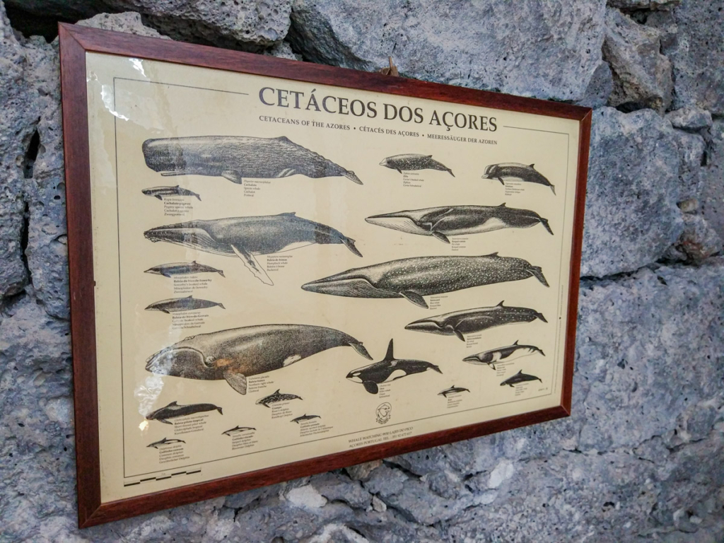 Museus sobre a baleia da ilha do Pico