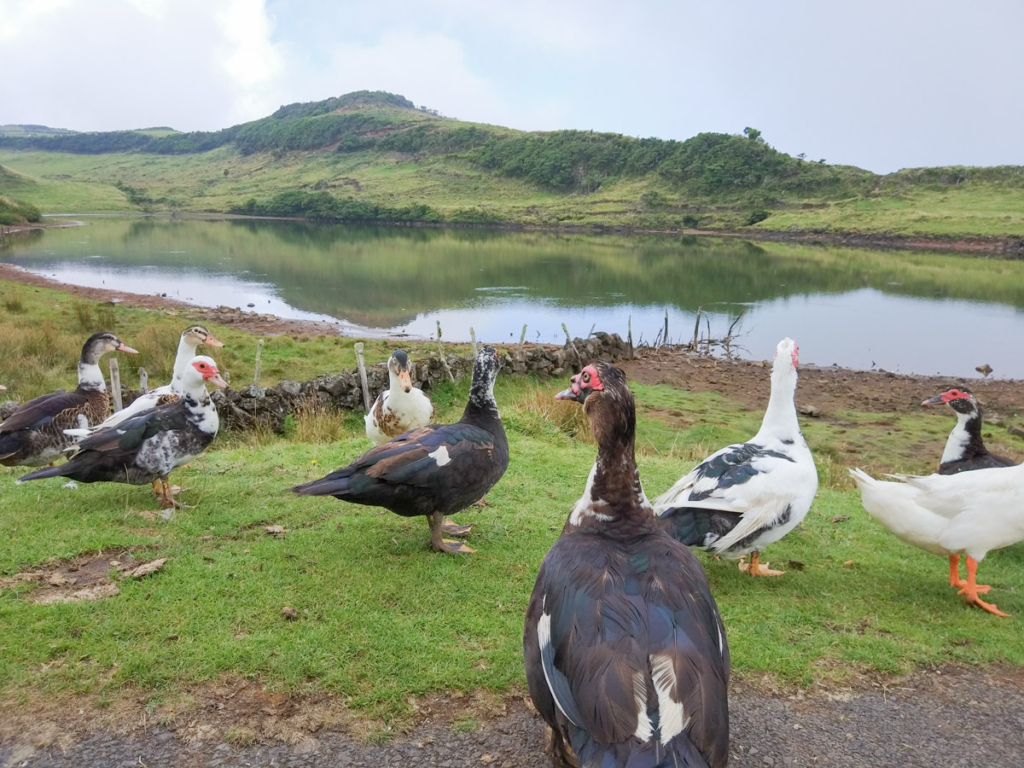 Lagoas da Ilha do Pico repletas de patos nas margens