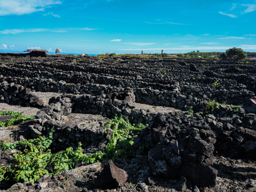 Paisagem da Cultura da Vinha da Ilha do Pico