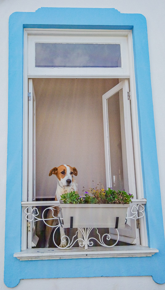 Cão castanho e branco à janela de uma casa em Angra do Heroísmo