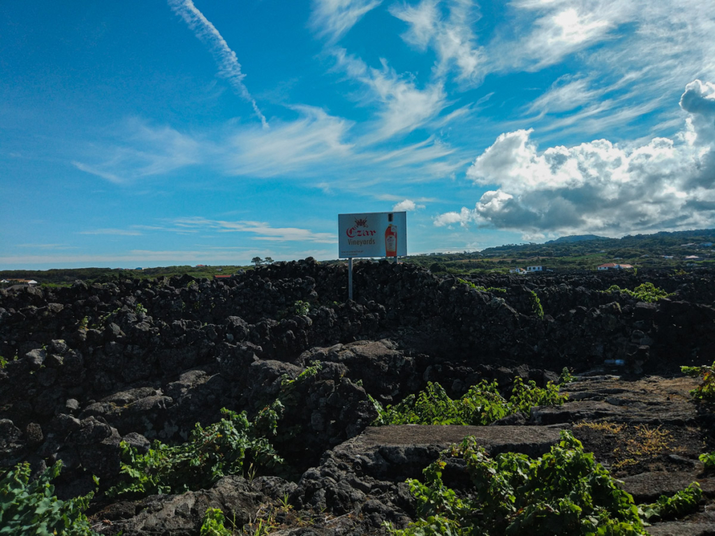 Vinhas da Ilha do Pico