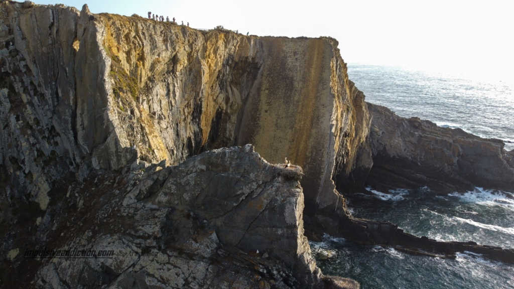 Stork nests at the tip of Cape Sardão cliffs