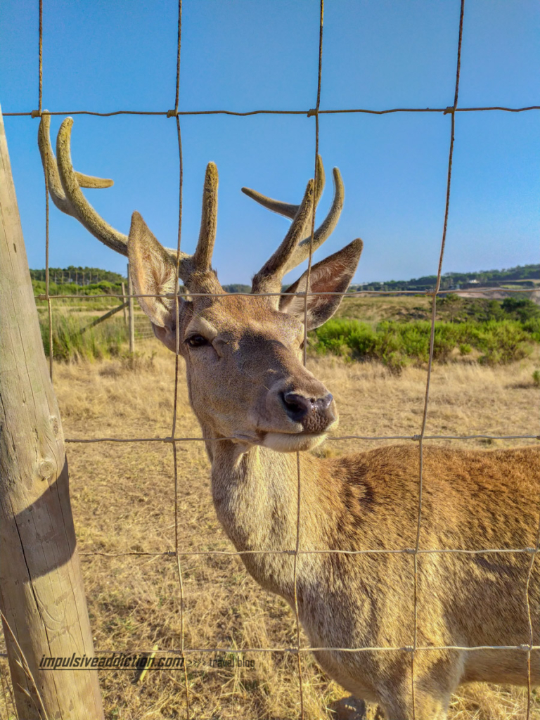 Deer near Herdade da Amália