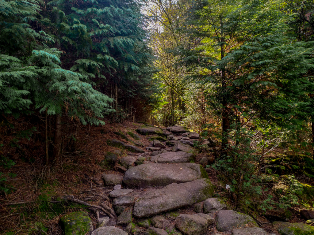 O Bosque do Trilho das Brandas do Sistelo
