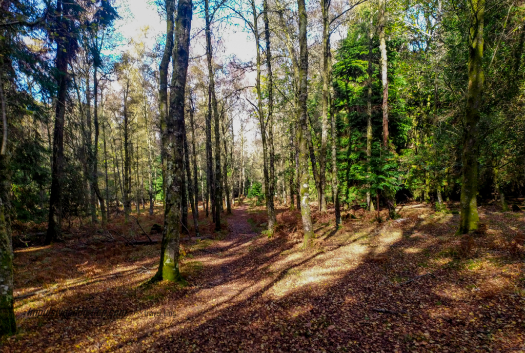 O Bosque do trilho das Brandas do Sistelo