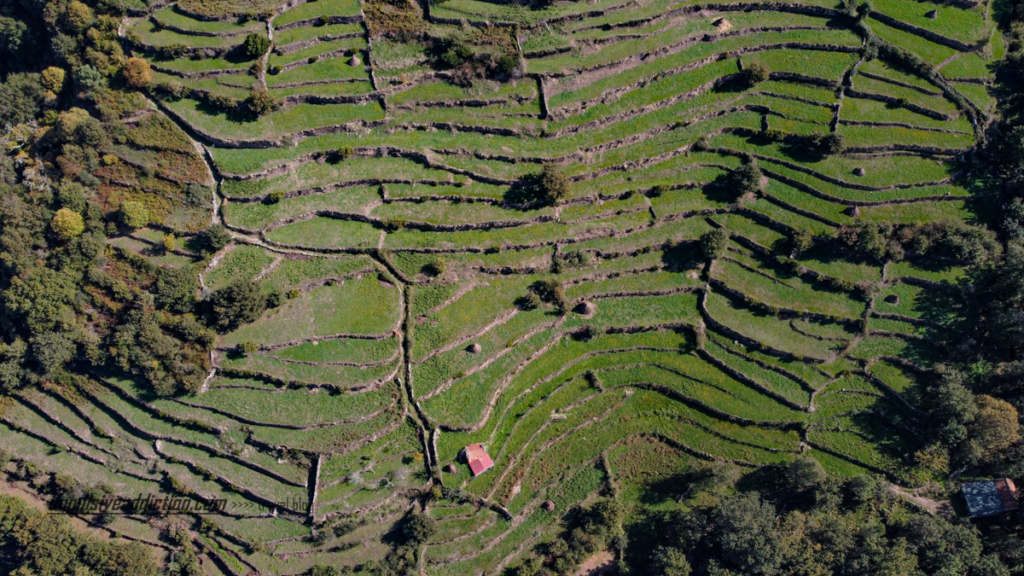 Imagem aérea dos socalcos junto da aldeia do Sistelo