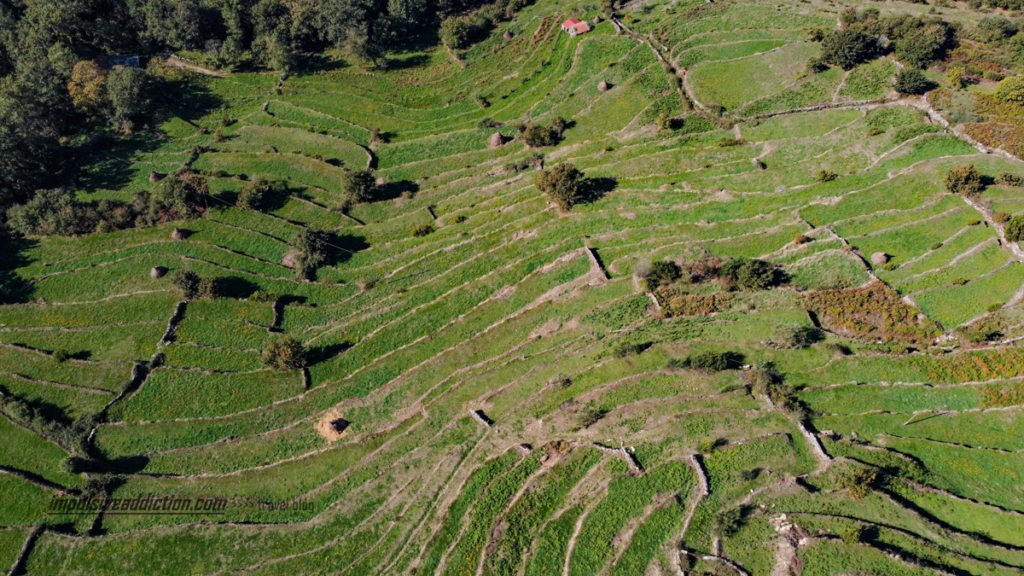 Imagem aérea dos socalcos junto da aldeia do Sistelo