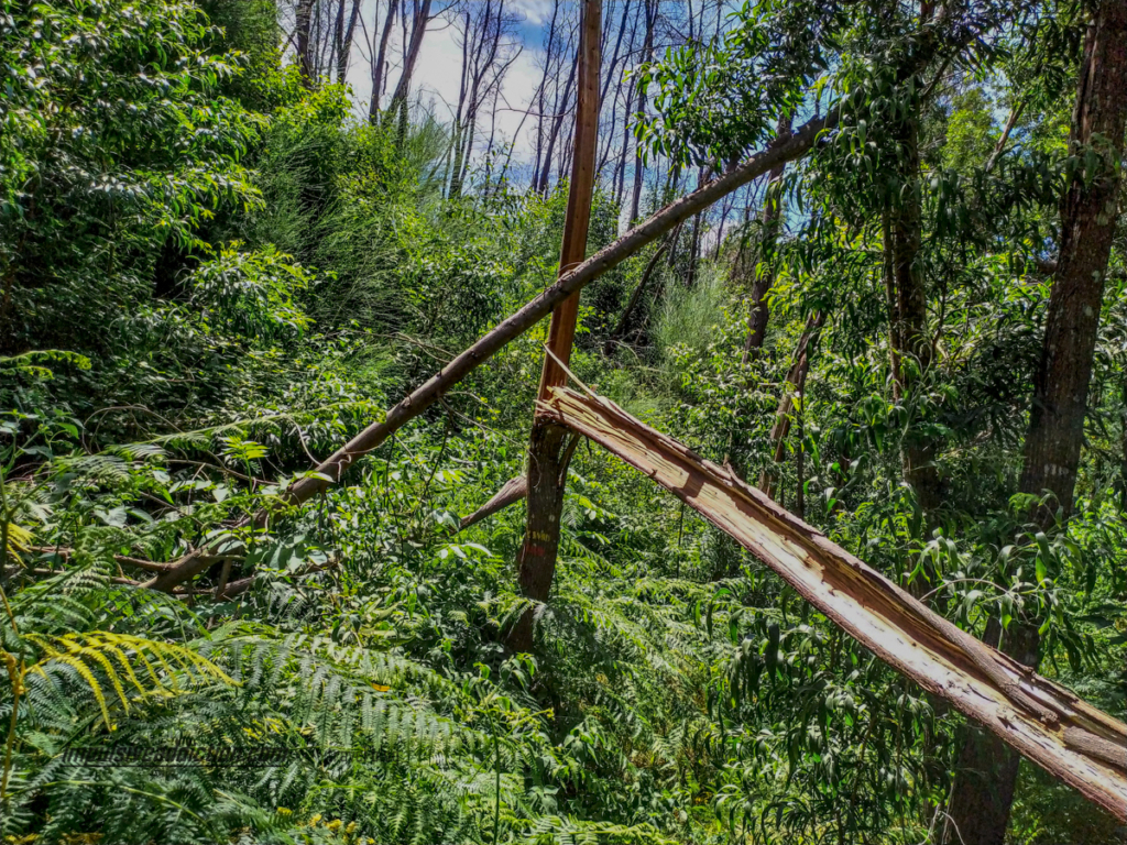 Vegetação Densa do Trilho das Cascatas de Vila de Rei