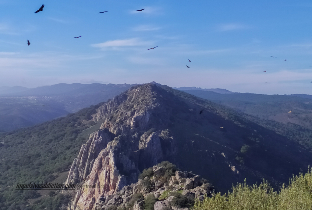 Um céu cheio de abutres e grifos, ao visitar o Parque Nacional de Monfrague