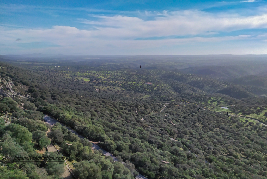 Um céu cheio de abutres no Parque Nacional de Monfrague