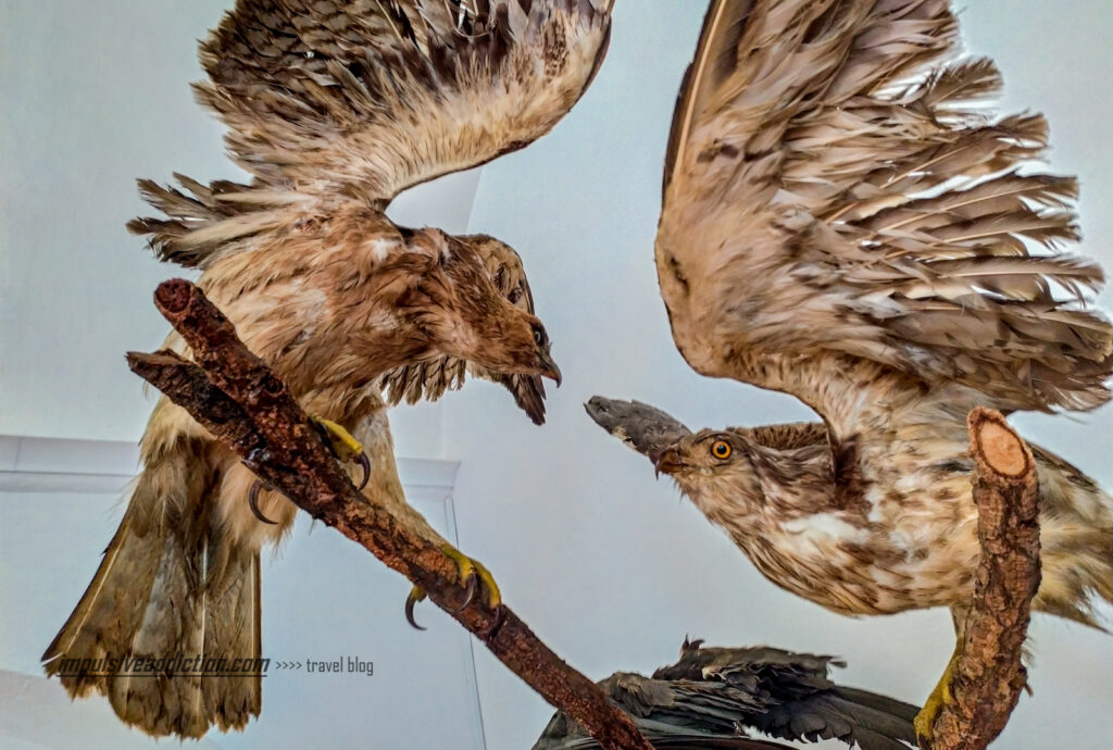 Exposições do Museu da Caça do Castelo de Vila Viçosa