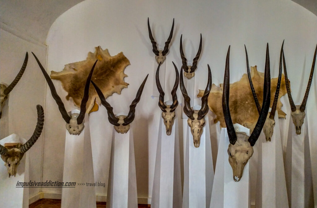 Exposições do Museu da Caça do Castelo de Vila Viçosa