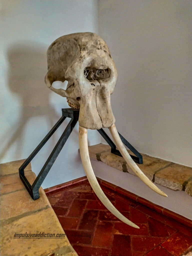 Exposições do Museu da Caça do Castelo de Vila Viçosa