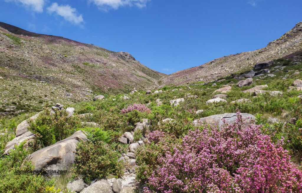 Gerês florido no Vale da Abelheira