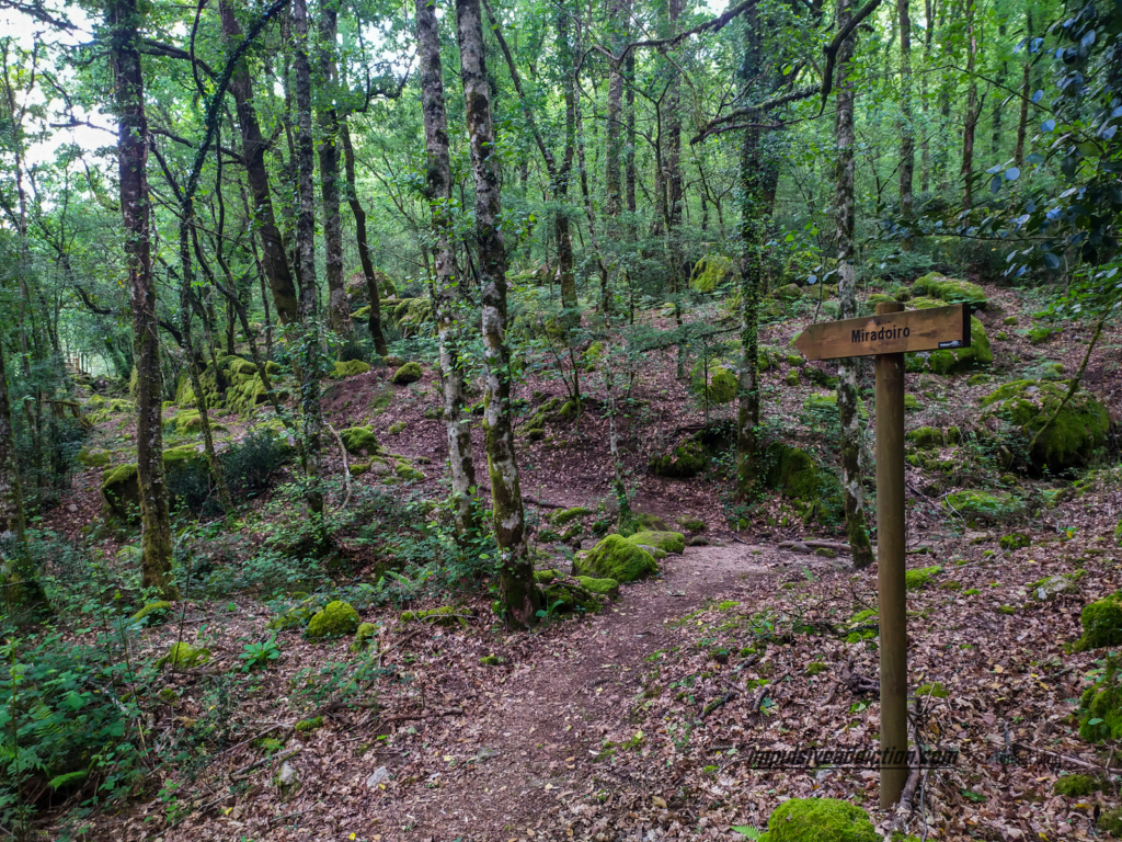 Bosque do Trilho às Pozas do Mallón