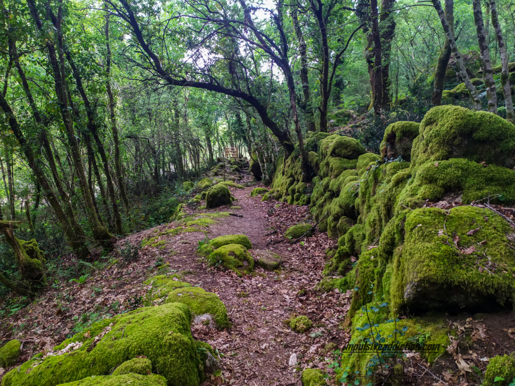 Bosque do Trilho às Pozas do Mallón