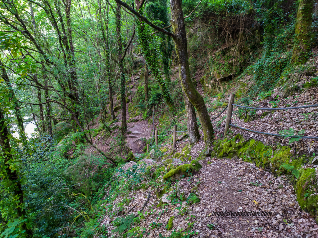 Bosque do Trilho às Pozas do Mallón