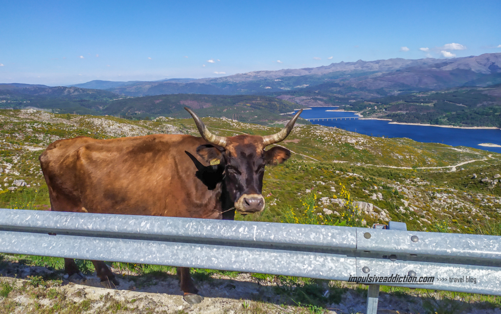 Paisagens e animais do PNPG a caminho do trilho