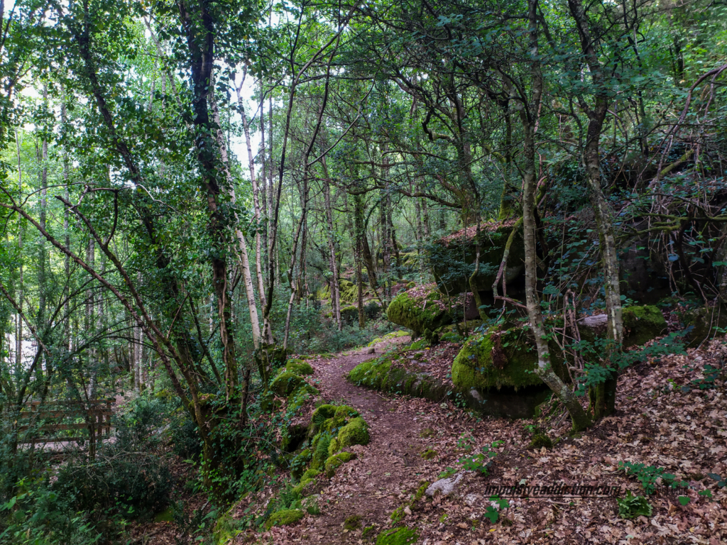 Bosque do Trilho às Pozas do Mallón