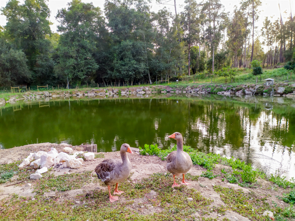 Lago do Parque da Fonte da Pedra, no Louriçal