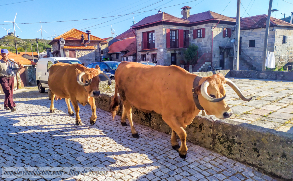 O Pastor e as suas vacas, na aldeia de Gralheira
