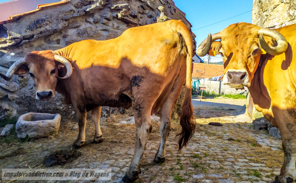 Vacas da Aldeia de Gralheira