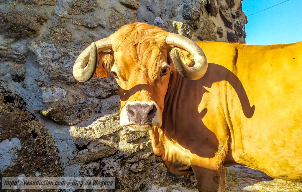 Vaca da Aldeia de Gralheira