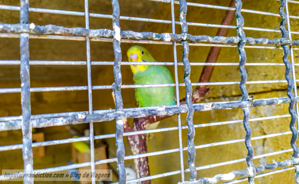 Animais do Parque Alcácima