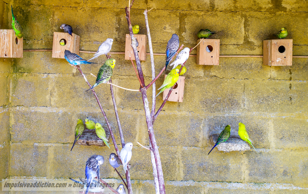 Animais do Parque Alcácima