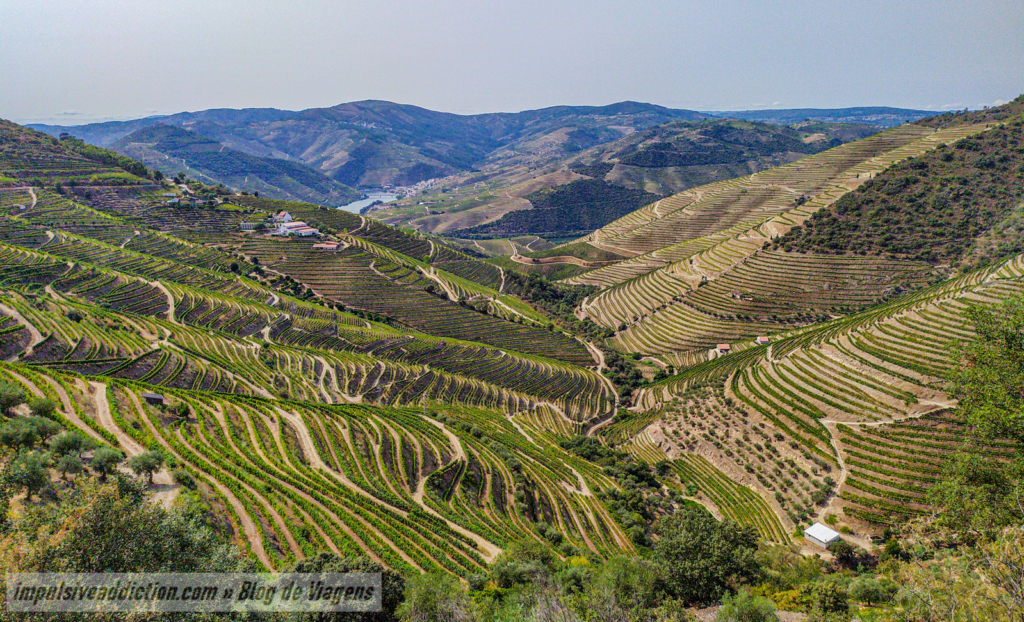 Viewpoint of Abelheira | Douro Valley Vineyards