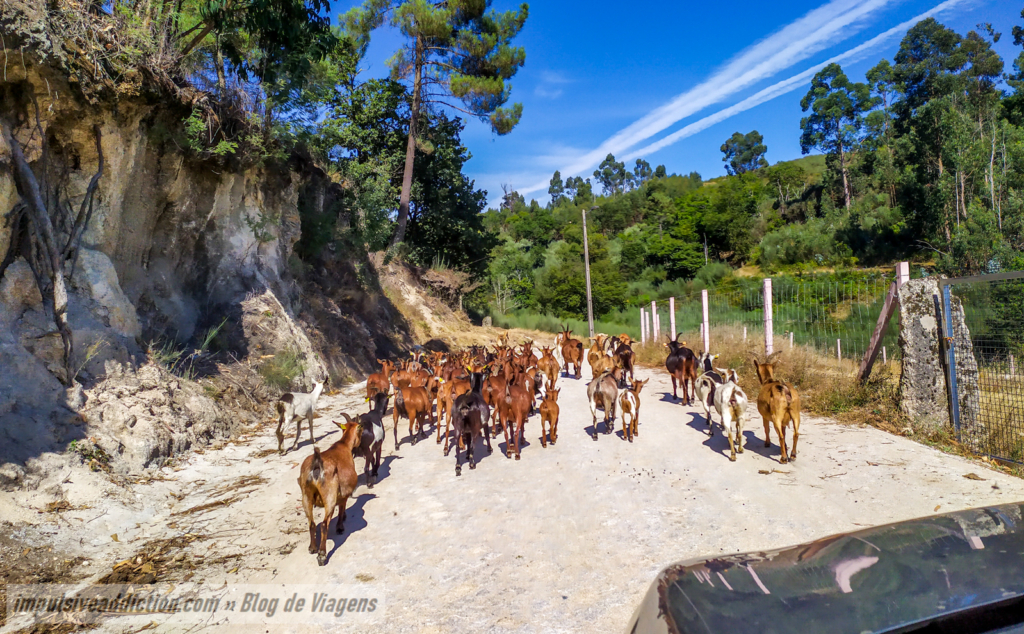 Rebanho de cabras em Almofrela