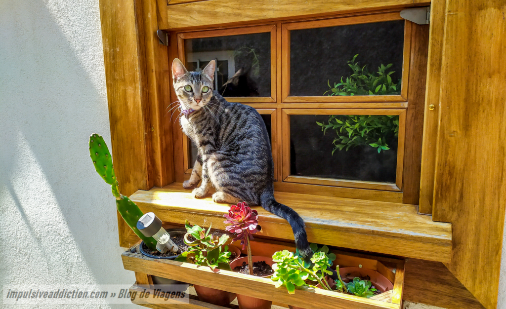 Um gato da Rua do Gatos