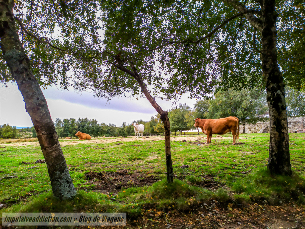 Vacas junto da Casa da Lama Grande