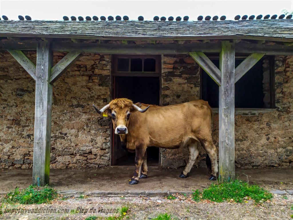 Vaca junto da Casa da Lama Grande