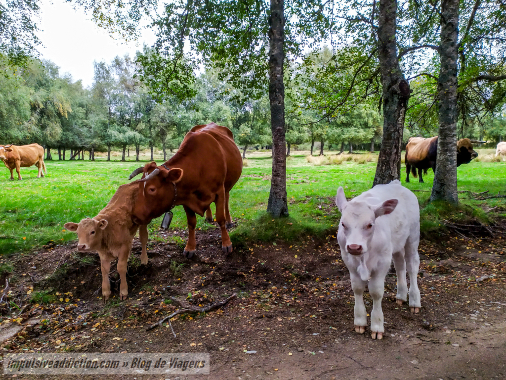 Manada de Vacas junto da Casa da Lama Grande