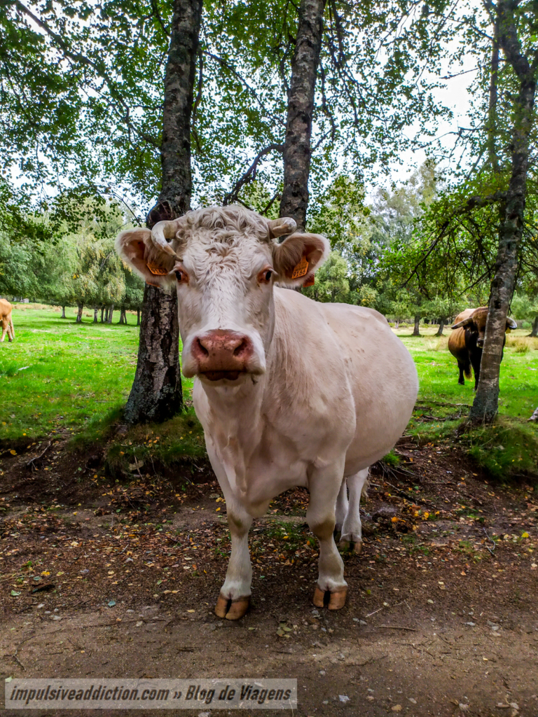 Vaca junto da Casa da Lama Grande