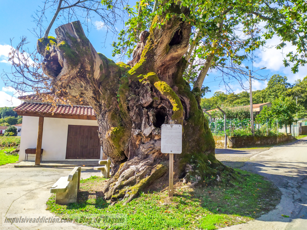 Castanheiro Milenar de Lagarelhos