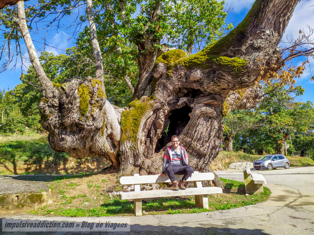 Castanheiro Milenar de Lagarelhos