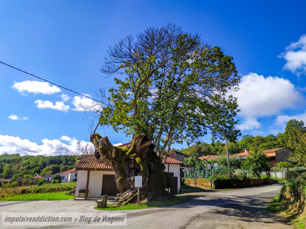Castanheiro Milenar de Lagarelhos
