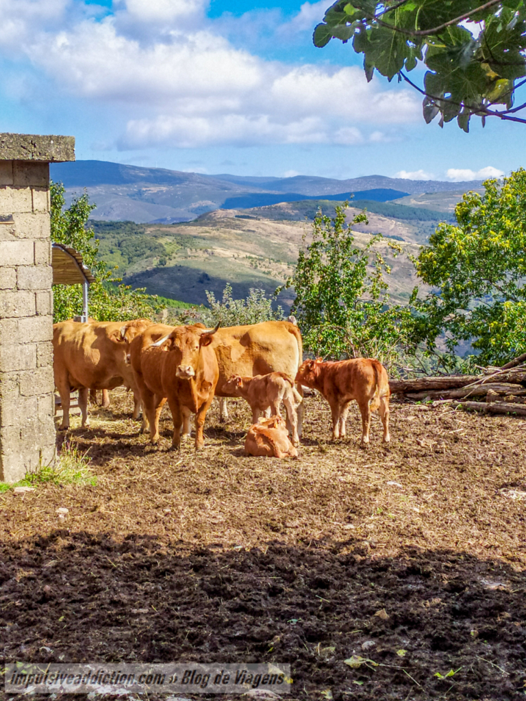 Animais da aldeia de Montouto