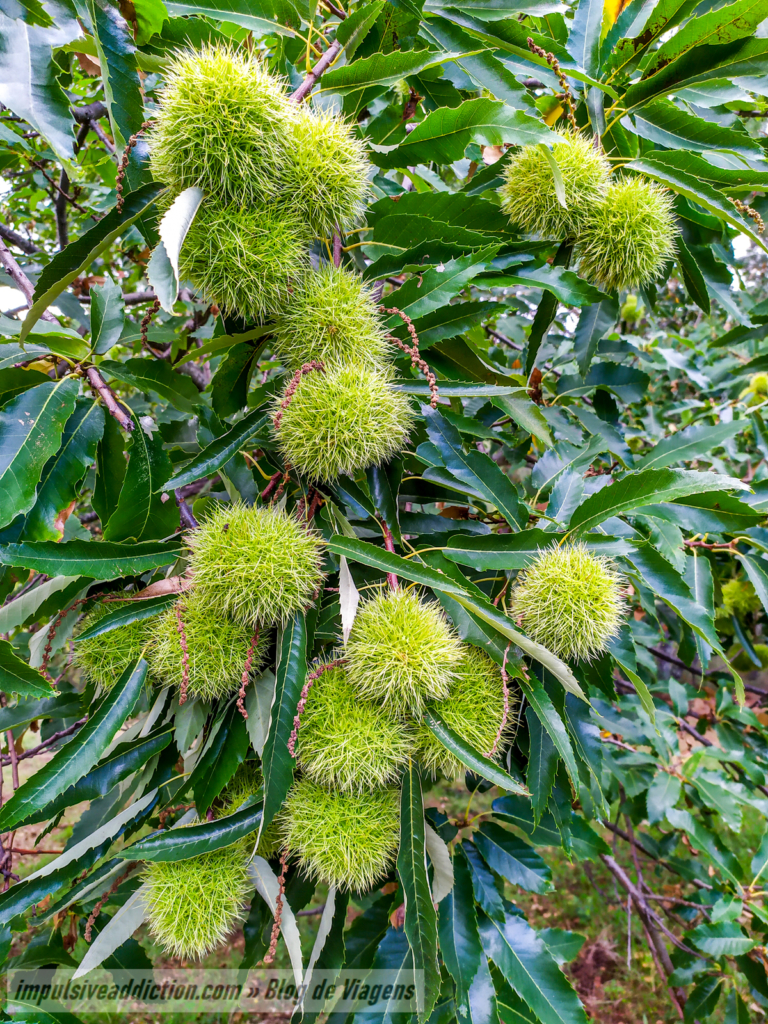 Ouriços de Castanhas ao visitar Vinhais