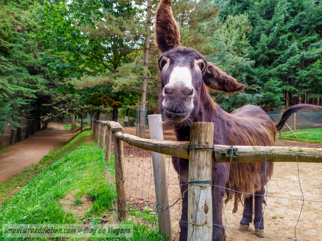 Burro Mirandês