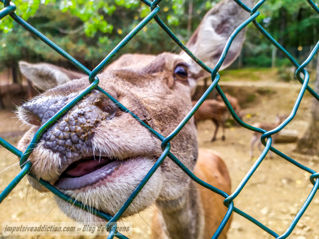 Um curioso corço no Parque Biológico de Vinhais