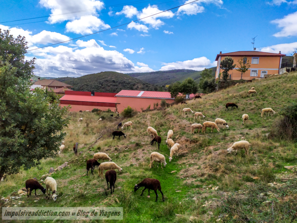 Flock of Sheep in Petisqueira
