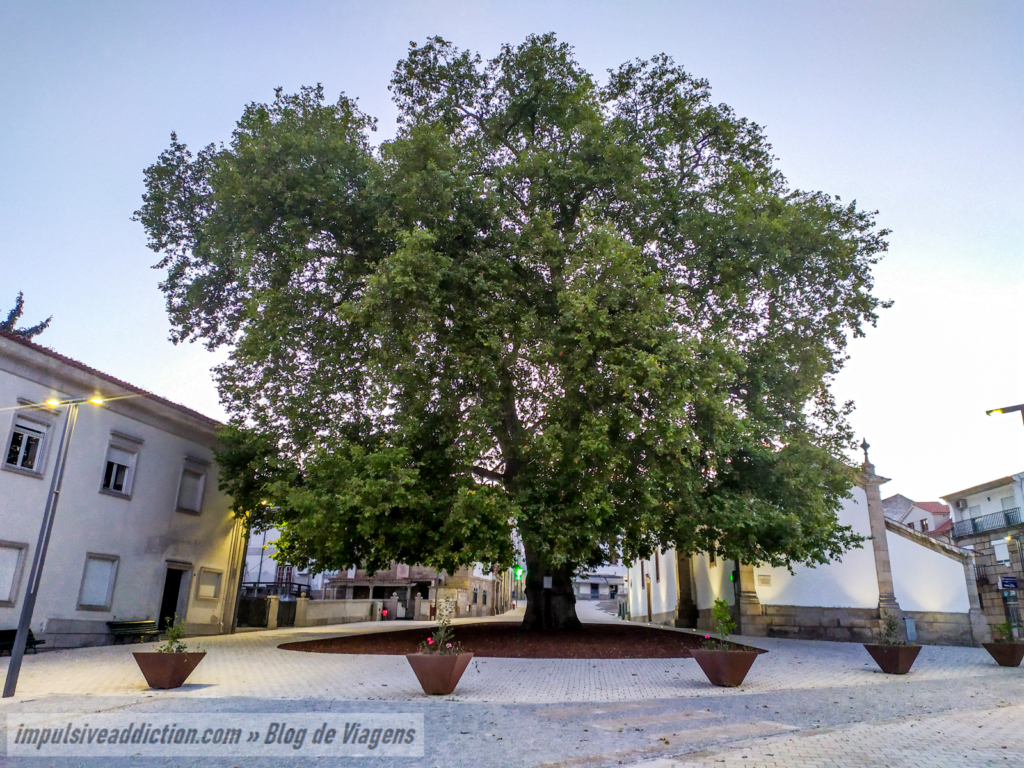 Plátano Centenário de Alijó